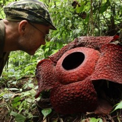 Wąchanie bukietnicy.